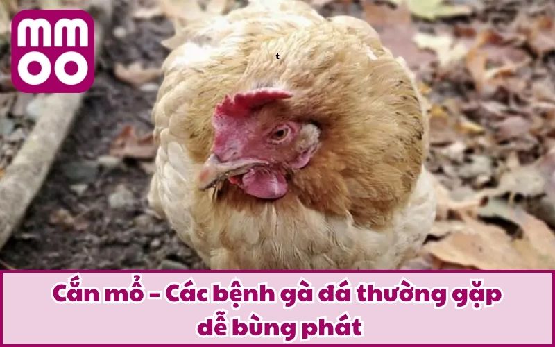 Các Bệnh Gà Đá Thường Gặp Cùng Phương Pháp Phòng & Trị Các Bệnh Gà Đá Thường Gặp Cùng Phương Pháp Phòng & Trị