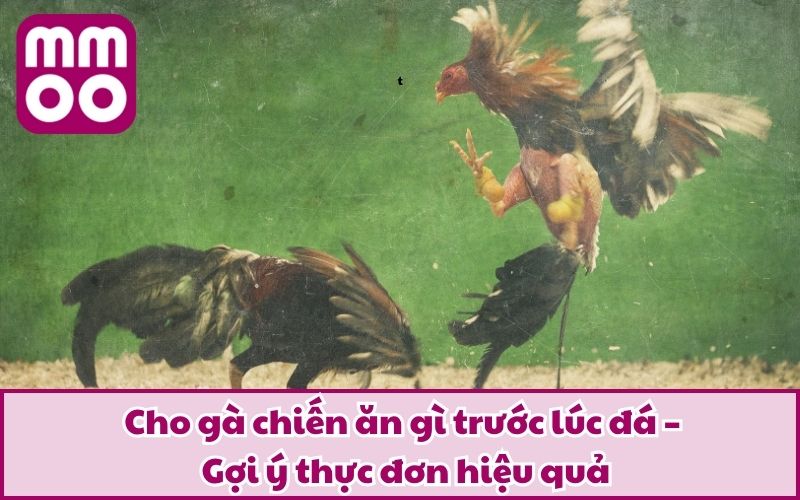 Cho Gà Chiến Ăn Gì Trước Lúc Đá Để Tăng Thể Lực Và Bền Đòn? Cho Gà Chiến Ăn Gì Trước Lúc Đá Để Tăng Thể Lực Và Bền Đòn?