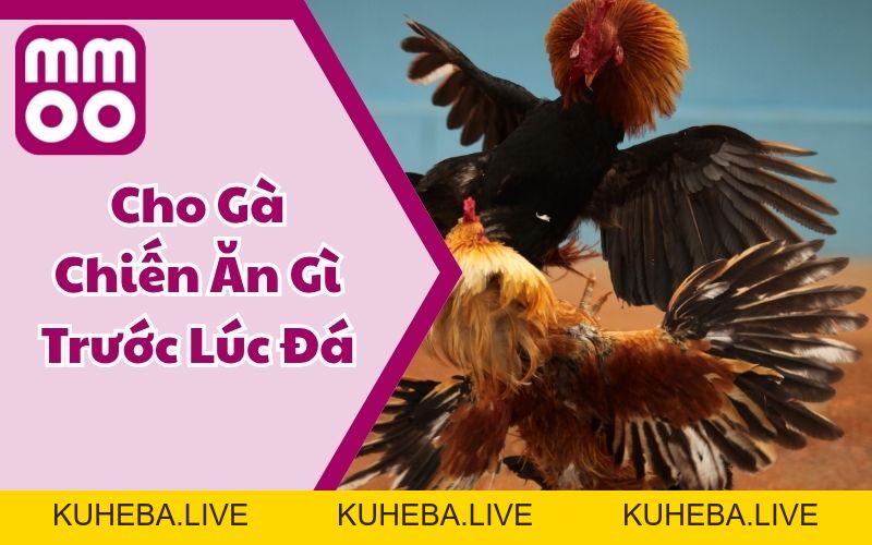 Kiến Thức - MMOO Kiến Thức - MMOO