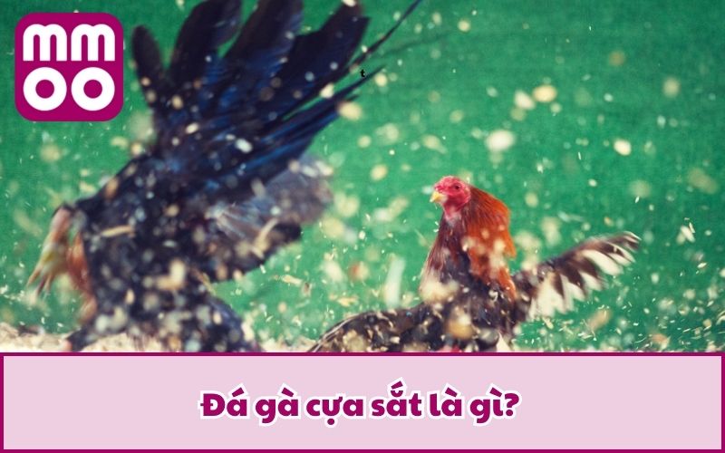 Luật Đá Gà Cựa Sắt 2026 Dễ Hiểu Cho Tân Thủ Từ MMOO Luật Đá Gà Cựa Sắt 2026 Dễ Hiểu Cho Tân Thủ Từ MMOO