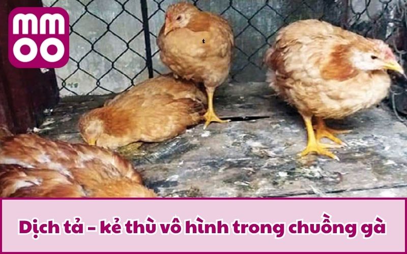 Các Bệnh Gà Đá Thường Gặp Cùng Phương Pháp Phòng & Trị Các Bệnh Gà Đá Thường Gặp Cùng Phương Pháp Phòng & Trị