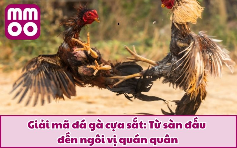 Luật Đá Gà Cựa Sắt 2026 Dễ Hiểu Cho Tân Thủ Từ MMOO Luật Đá Gà Cựa Sắt 2026 Dễ Hiểu Cho Tân Thủ Từ MMOO