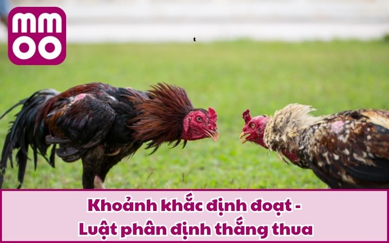 Luật Đá Gà Cựa Sắt 2026 Dễ Hiểu Cho Tân Thủ Từ MMOO Luật Đá Gà Cựa Sắt 2026 Dễ Hiểu Cho Tân Thủ Từ MMOO