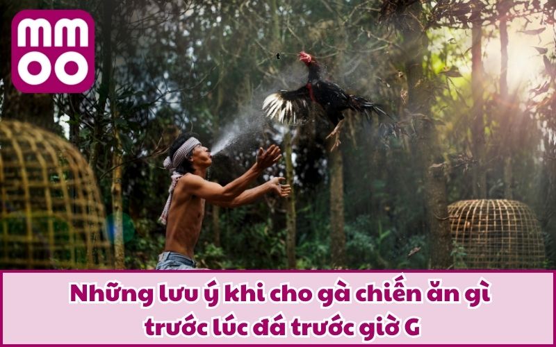 Cho Gà Chiến Ăn Gì Trước Lúc Đá Để Tăng Thể Lực Và Bền Đòn? Cho Gà Chiến Ăn Gì Trước Lúc Đá Để Tăng Thể Lực Và Bền Đòn?