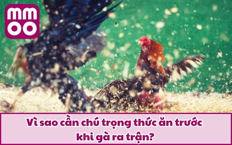 Cho Gà Chiến Ăn Gì Trước Lúc Đá Để Tăng Thể Lực Và Bền Đòn? Cho Gà Chiến Ăn Gì Trước Lúc Đá Để Tăng Thể Lực Và Bền Đòn?