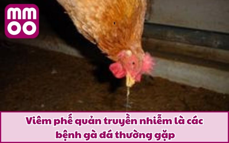 Các Bệnh Gà Đá Thường Gặp Cùng Phương Pháp Phòng & Trị Các Bệnh Gà Đá Thường Gặp Cùng Phương Pháp Phòng & Trị